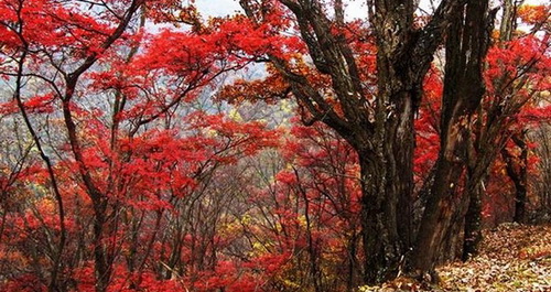 2010年洛南佛山紅葉節(jié)10月16日舉行