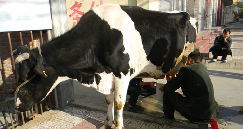 牛奶現(xiàn)擠現(xiàn)賣 市民爭相購買