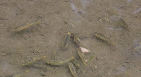 丹江源頭魚(yú)悠然