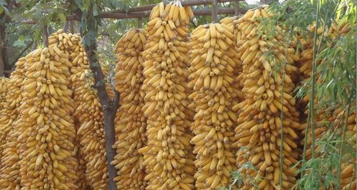 農家院落玉米香