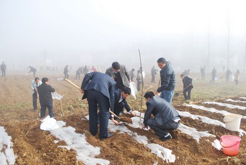 商洛多地開展植樹造林
