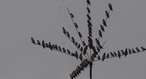 神奇的“鳥樹”