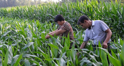 商洛:搶抓農時防蟲害