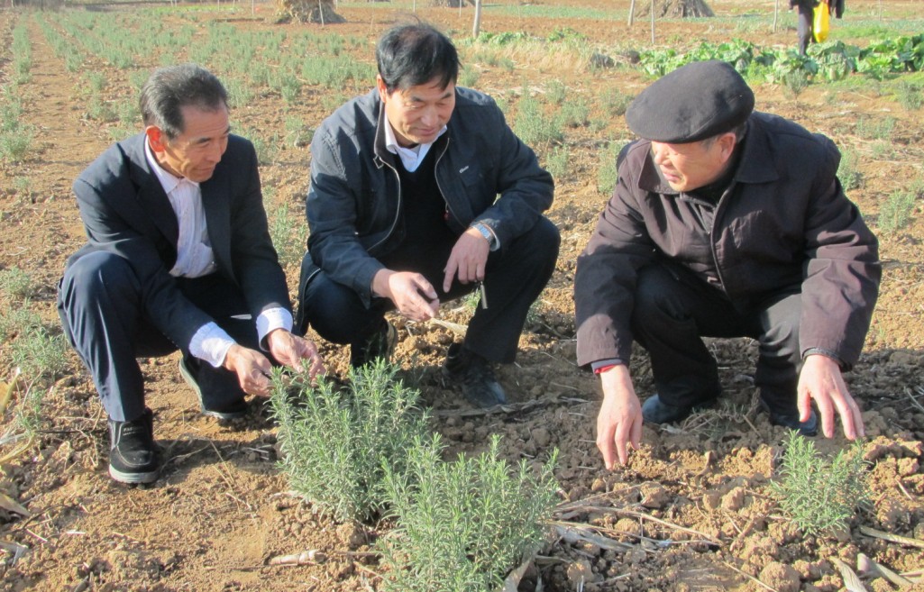 王躍進和他引種的迷迭香