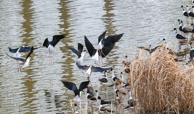 黑翅長腳鷸鳥群現身丹江濕地