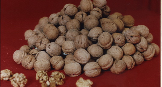 核桃成為新“名片” 商洛將舉辦第二屆核桃節