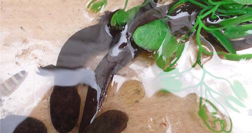 丹鳳縣舉辦武關河省級自然保護區大鯢暨魚類放流儀式