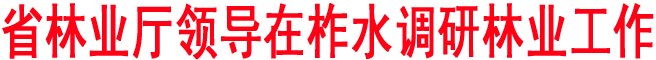 省林業(yè)廳領(lǐng)導(dǎo)在柞水調(diào)研林業(yè)工作