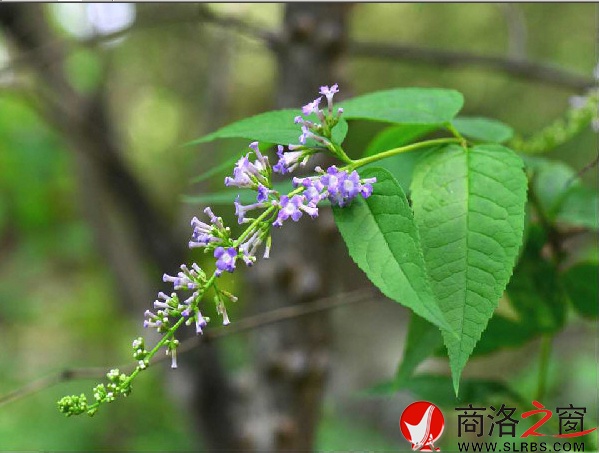 圖為金絲峽醉魚草