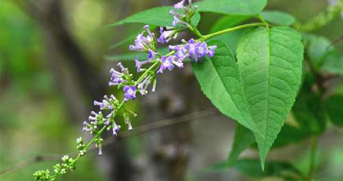 金絲峽發現植物新物種