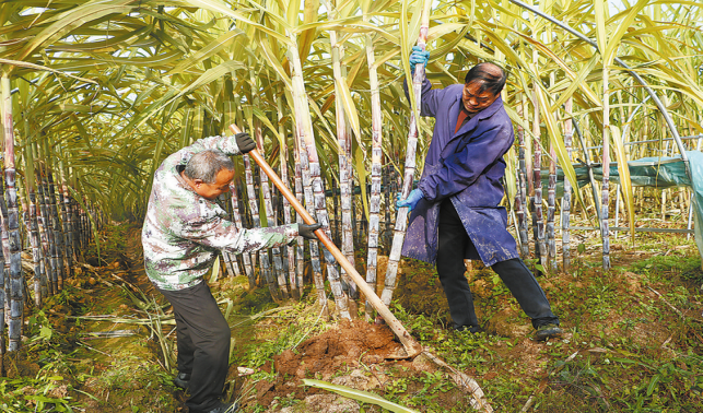 “南蔗北種”帶來別樣甜