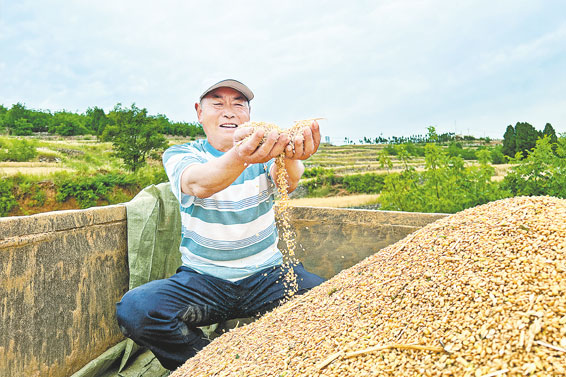 風吹麥浪 顆粒歸倉