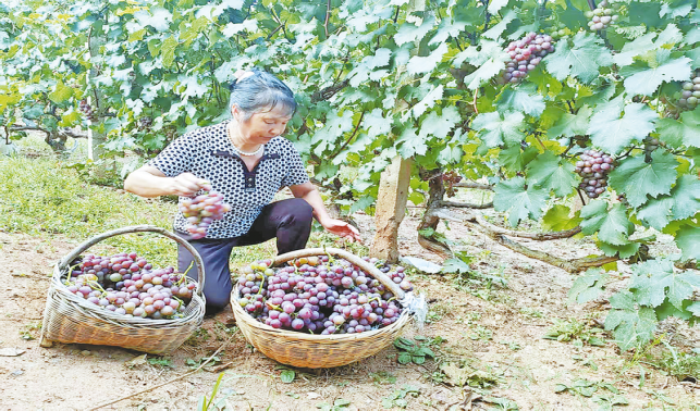 小葡萄串起群眾增收“甜蜜鏈”