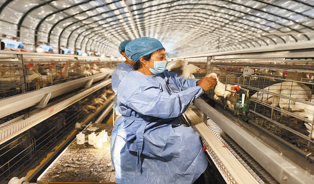 養殖蛋雞 促進增收