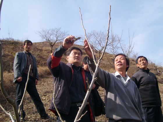 開展果樹嫁接、修剪等技術(shù)培訓(xùn).JPG