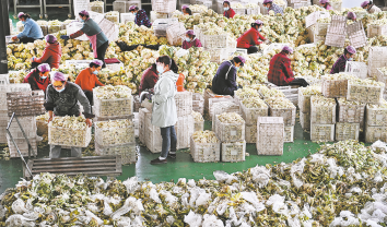 洛南縣麻坪鎮：聚焦產業促進鄉村發展