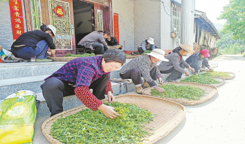 百雞村 茶產業鋪就致富路