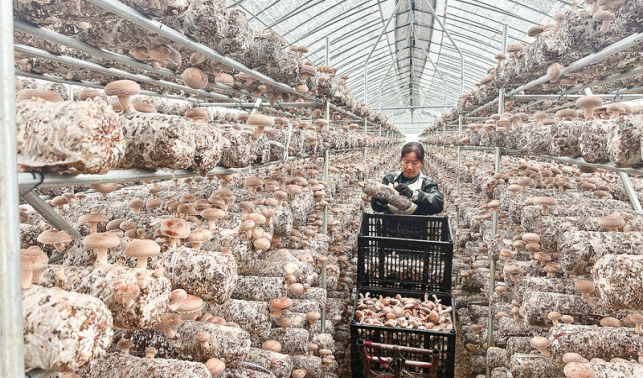 小菌菇背后的增收密碼