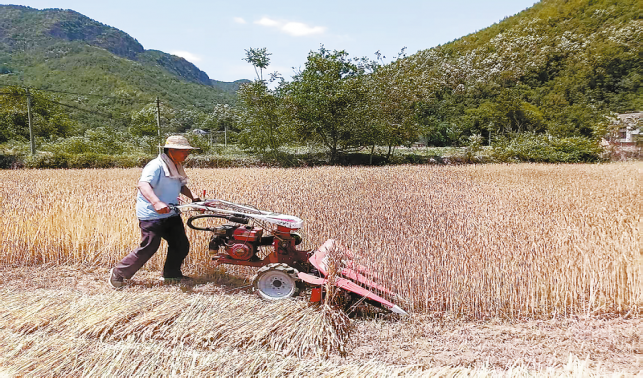北寬坪鎮小麥收割正當時