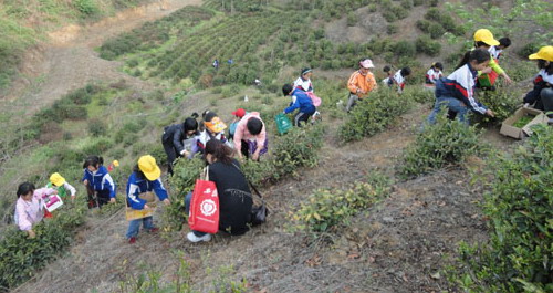 黨馬逸夫小學組織學生學習采茶技巧