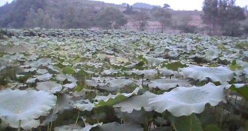 商南縣百畝蓮魚共養(yǎng)示范基地顯成效