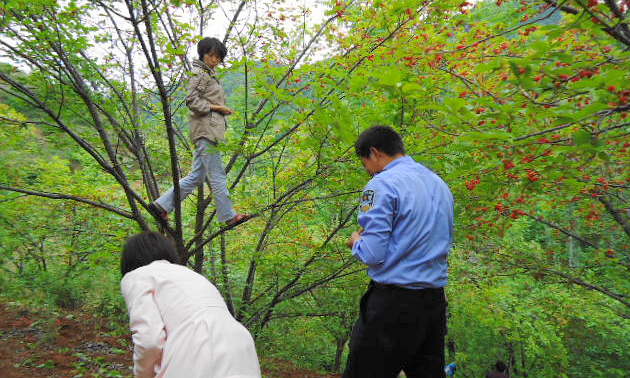 洛南縣景村鎮的櫻桃溝