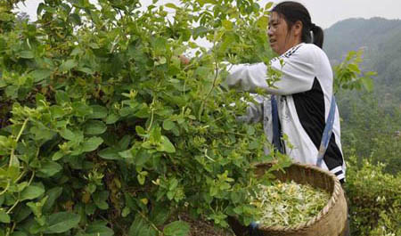 鎮安米糧農民喜摘“致富花”