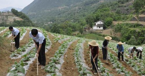 鎮安政法干警開展進農戶，幫致富活動