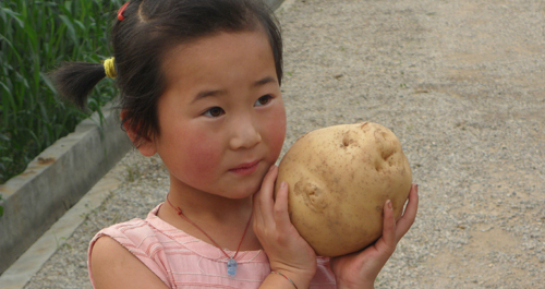 石門鎮馬鈴薯高產創建項目喜獲豐收