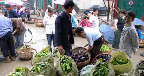 景村蔬菜喜獲豐收 外地客商上門收購