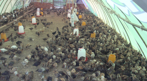 丹鳳縣劉和宏投資建立散養土雞基地