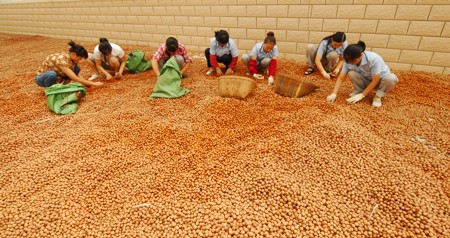 山里核桃豐收了