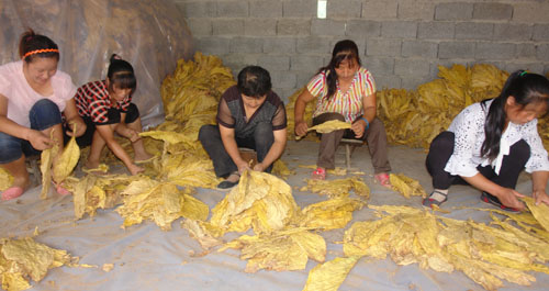 鎮(zhèn)安縣三點(diǎn)五萬畝烤煙喜獲豐收