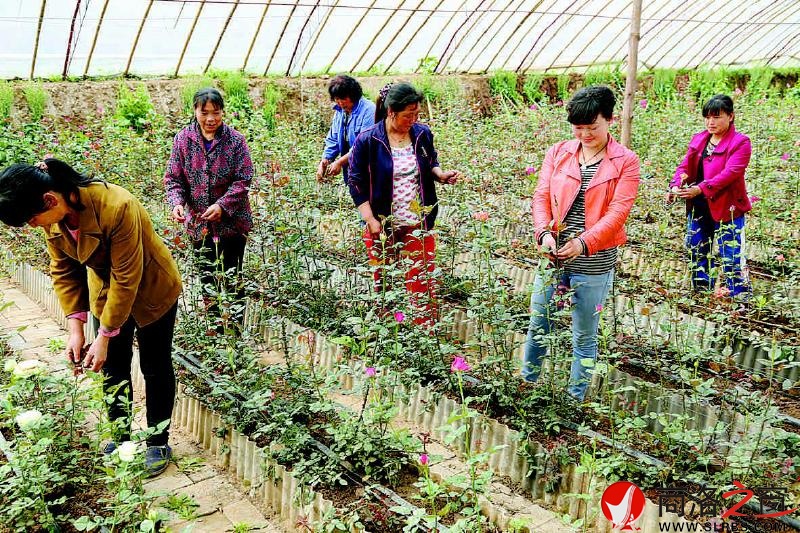 當地留守婦女在鮮花園內勞動