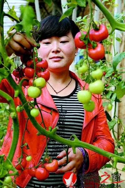 園區職工采摘圣女果