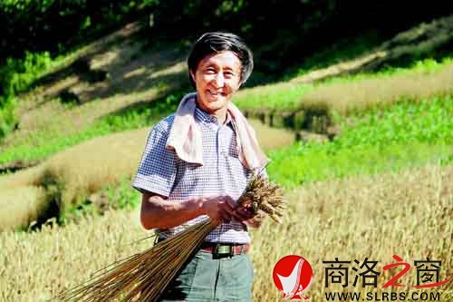 施慶壽來給親戚幫忙，他把麥穗編好后，用來捆麥子。