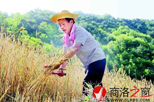 下午兩點多，一天中最熱的時候，趙順堂頂著太陽在地里割麥子。