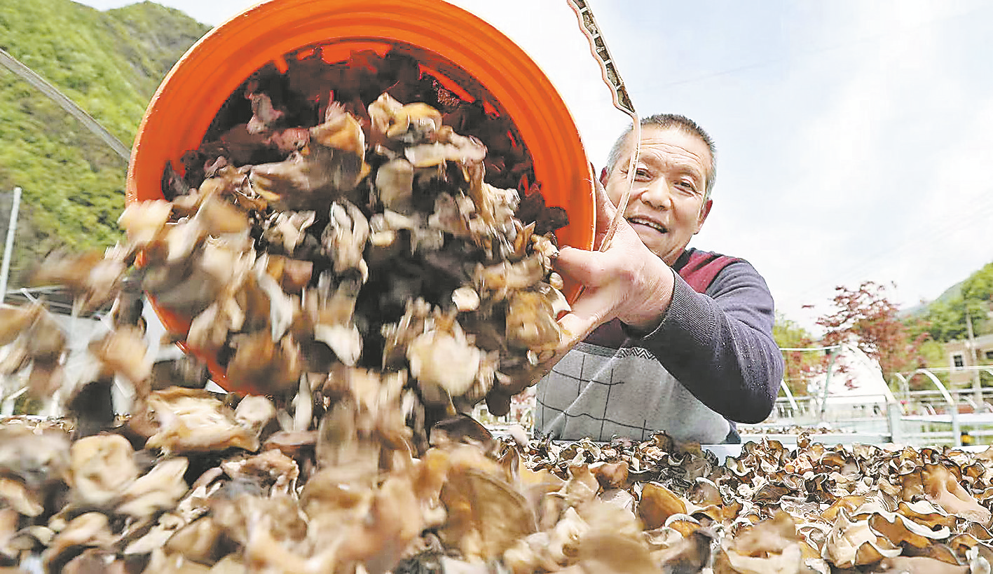 發展木耳產業 拓寬增收渠道